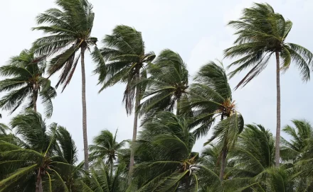 Ribercon - Ventos provocam danos na Costa Verde e na região serrana do RJ